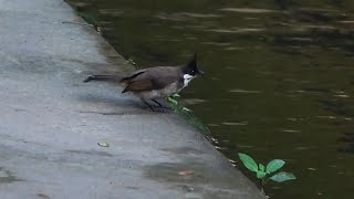 Juvenile RED-WHISKERED BULBUL foraging & bathing in canal, Singapore