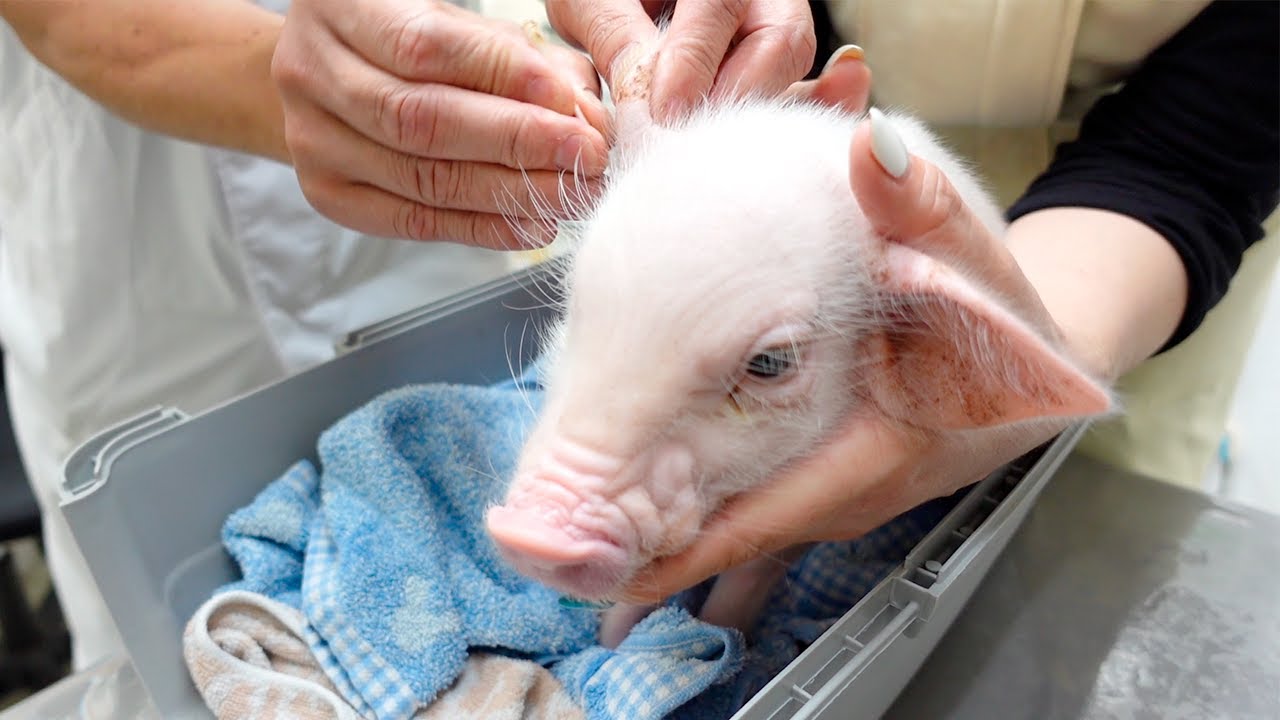 日本最變態youtube 殺生頻道 可愛小豬100天記錄 最後烤來吃掉 樂吃購 日本