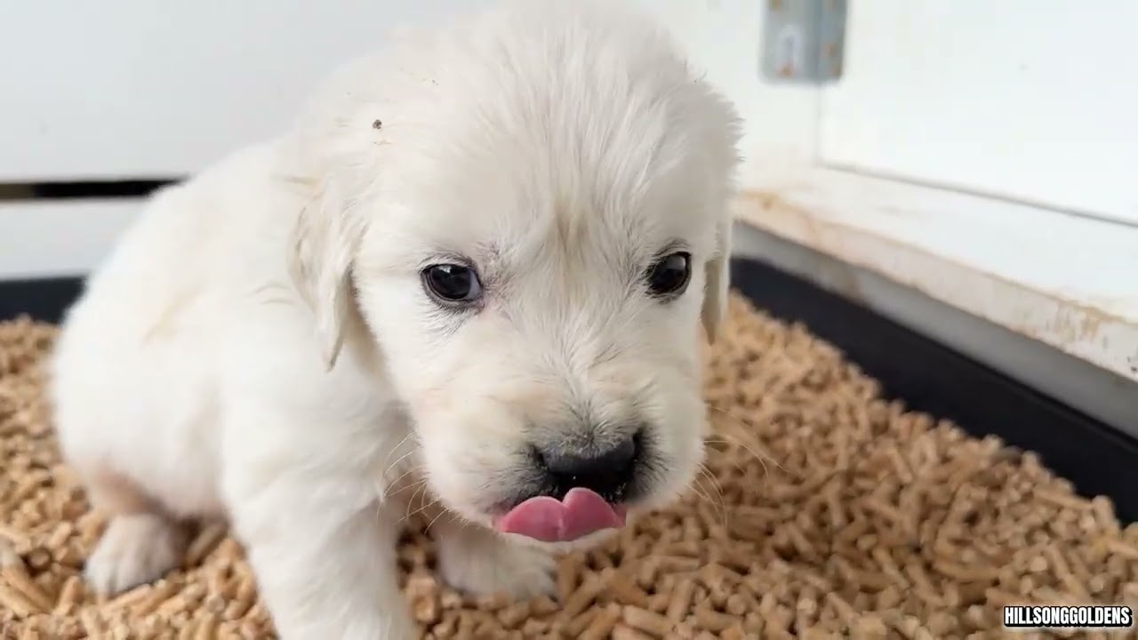 Five Weeks Old Puppies | Lizzy & Finn | Potty Training 