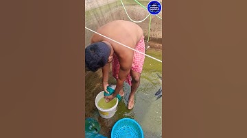 Tilapia Breeding Starts Again