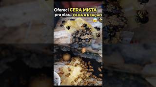🐝MANDAÇAIA e 🐝BÚGIA pegando cera mista