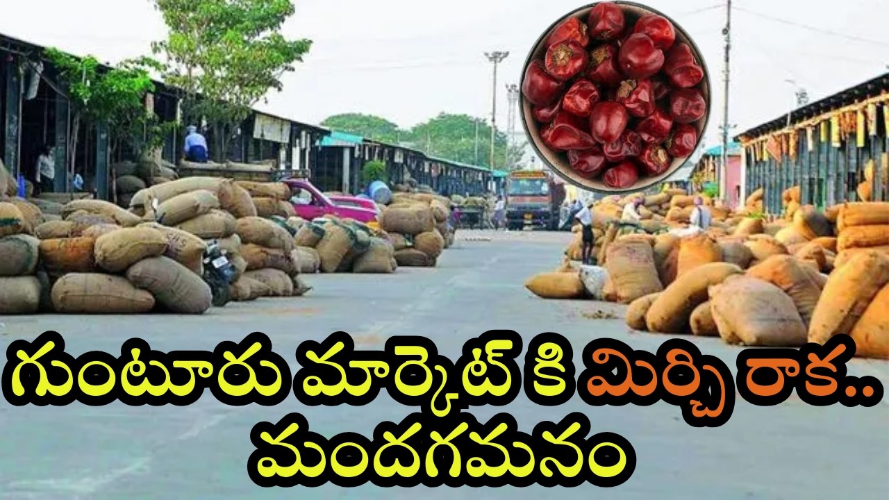 గుంటూరు మార్కెట్ కి మిర్చి రాక.. మందగమనం.
