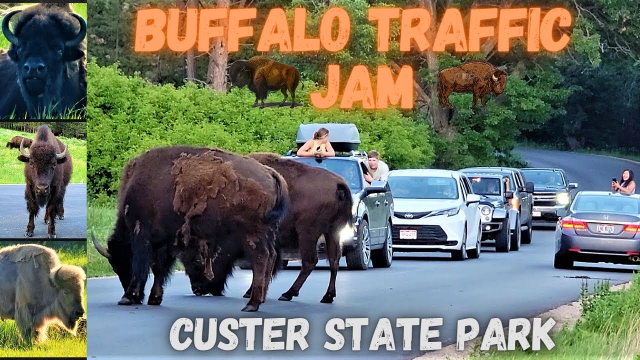 Wild Buffalo Traffic Jam Custer State Park South Dakota Black Hills