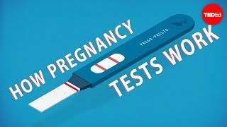 How do pregnancy tests work?  Tien Nguyen