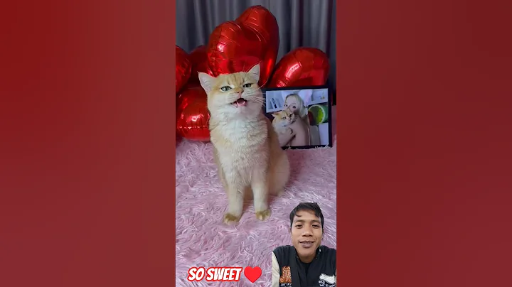 Video 11439791: cats kitten funny catlover, kitten catlover love funny