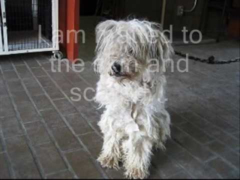 puppy paradise Adopt a dog today: Biscuit