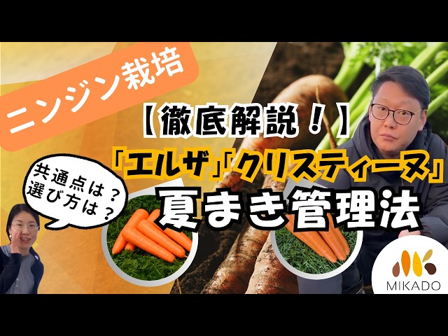 🥕Carrots🥕 How to care for summer planting of 