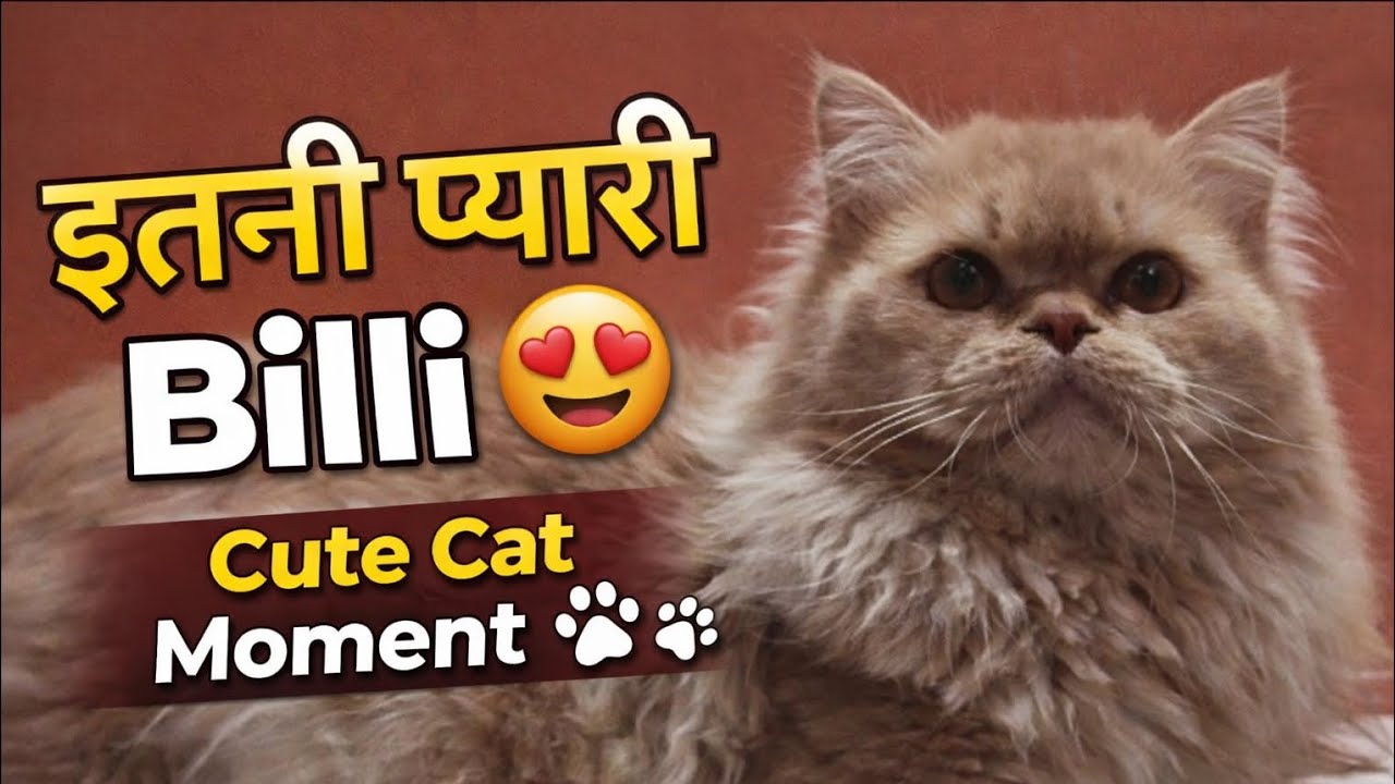 Cute Cats & Tiny Kittens Playing With Toy Stick 😻 | प्यारी बिल्लियाँ और नन्हे किटन का मस्ती टाइम 🐾