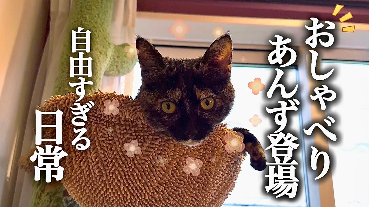 おしゃべりあんず登場！10カ月の末っ子が紹介する自由すぎる日常 Chatty Anzu