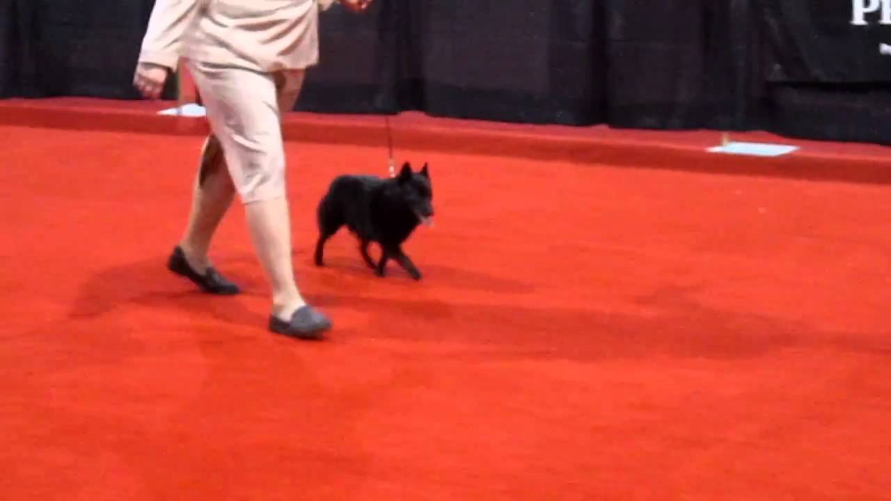 schipperke westminster dog show