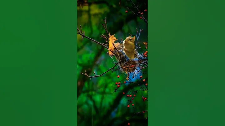 World environment day 2022 theme | Environment status #shorts