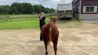 Jordan Lamb,  Hereford Heifer, 1st Place