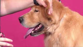 How to Trim Golden Retriever Ears w/ Angela Lewis