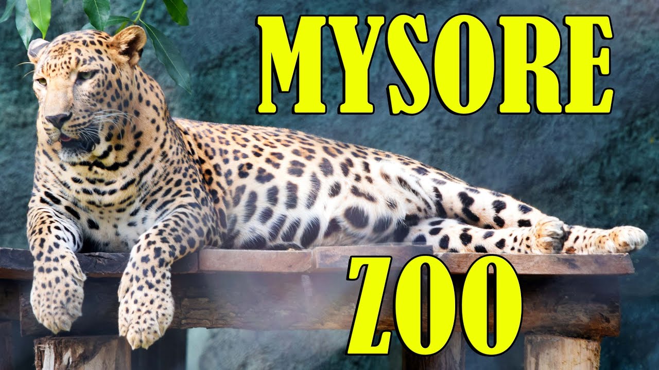 MYSORE ZOO Mysuru Zoo wildlife in Karnataka One of the oldest and