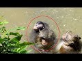 Unbelievable ! Baby Monkey Nearly Go Away Cos Water ST1066 Mono Monkey