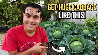 How To Grow HUGE Cabbage in Florida! 🥬🌴