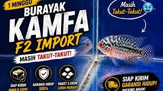 1 MINGGU BURAYAK KAMFA F2 IMPORT DI TANK BARU-MASIH TAKUT|| BURAYAK LOUHAN KAMFA F2 ORI THAILAND🇹🇭