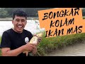 BONGKAR KOLAM IKAN MAS DI BEKAS SAWAH