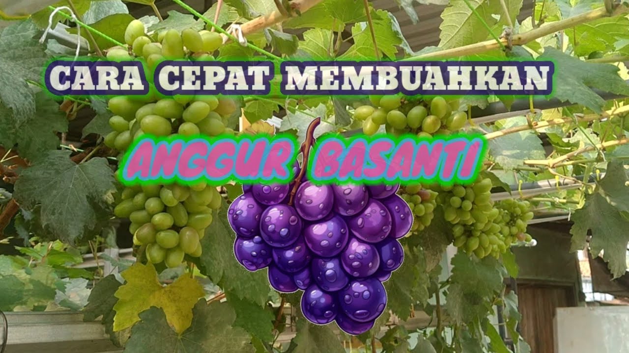 PEMBUAHAN ANGGUR BASANTI #berkebun #budidayaanggur #berkebunanggur #gardening #kebunanggur #anggur