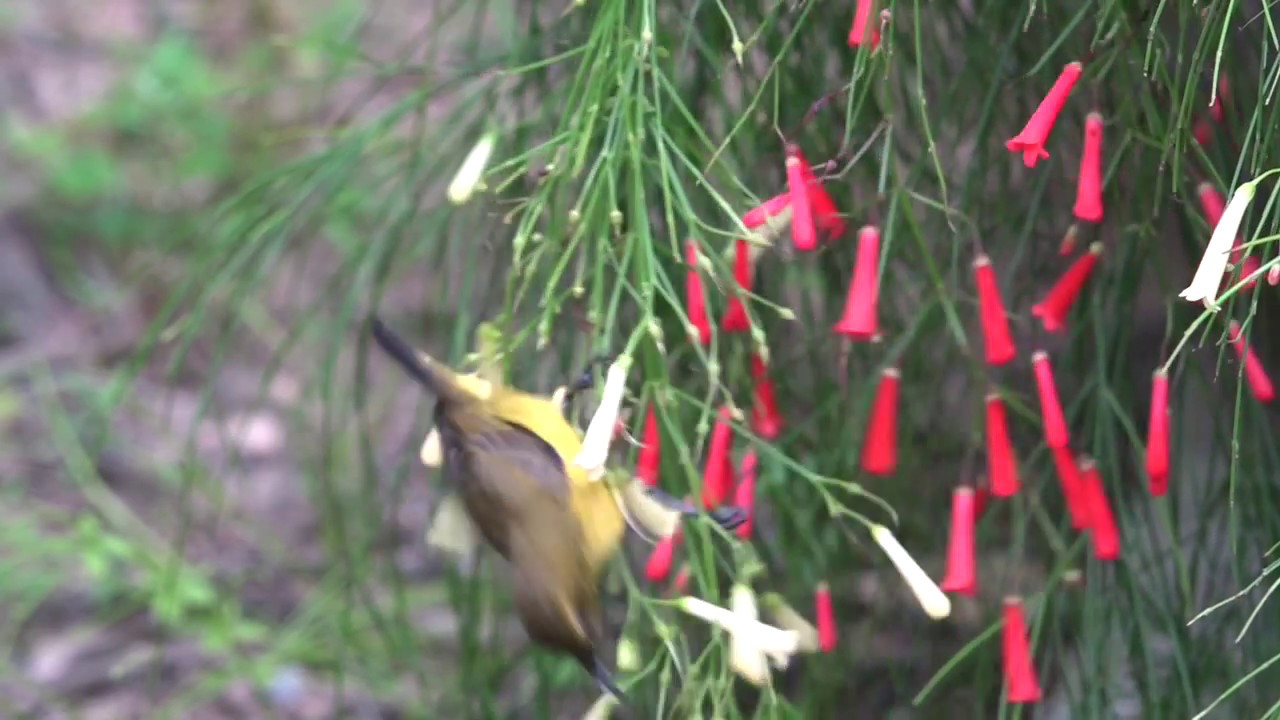 Olive-backed Sunbird feeding on flowers of the Firecracker Plant 2