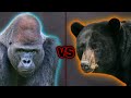 GORILLA vs BLACK BEAR - Who Would Win?