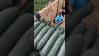 Beautiful Wintermelon Harvest #satisfying #shot