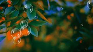 Famous Colorful HD ! Bubble Animation Video ! Video Background ! Realistic #nocopyrightfree Net Worth