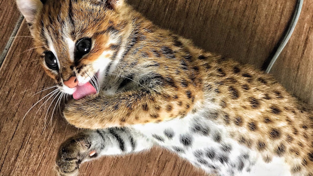 Baby Asian Leopard Cat Sound - YouTube