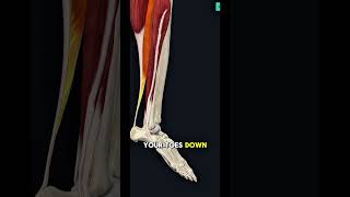 Ankle Anatomy #ankleinjury #pain #anatomy #sports #sprain #ankle #injury #shorts #excercises