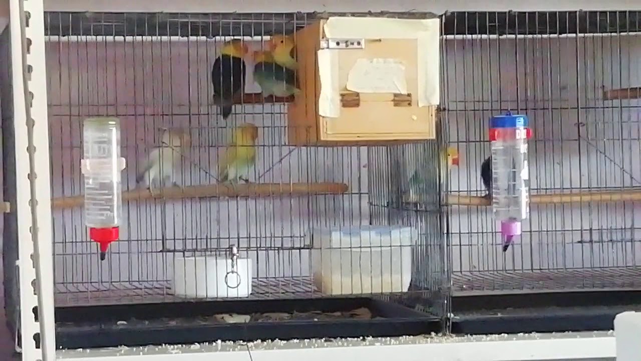 Burung 