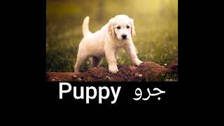 الحيوانات الأليفة باللغة الإنكليزية(Pets in English )