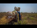 Bullock Cart heavy load \\ Indian Agriculture \\ Manyaa P