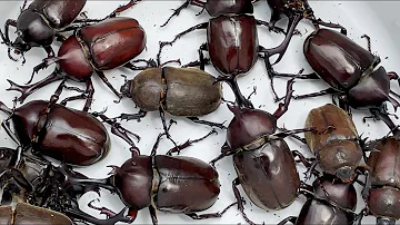 クワガタとカブトムシ تحميل Download Mp4 Mp3 クワガタとカブトムシ تحميل Download Mp4 Mp3