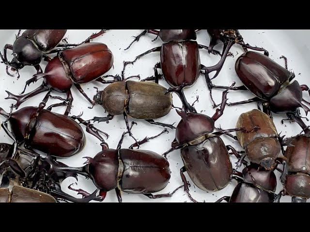 Beetle Festa 2021 A large number of Japanese rhinoceros beetles [Beetle and stag beetle] class=