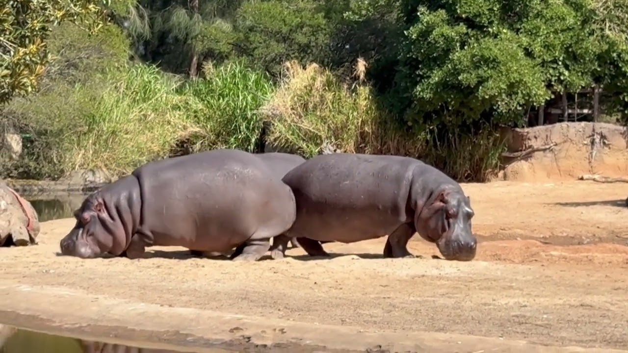 ഹിപ്പപോറ്റംസ് 