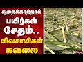 சூறைக்காற்றால் பயிர்கள் சேதம்..விவசாயிகள் கவலை | Perambalur