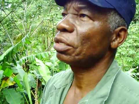 Tropical vegetable and fruit garden, Dominica J73CPL J79WWW LCF Group 