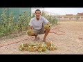 DFV | Black Oil Sunflower Harvest | New Wildlife Arrivals