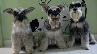 How to keep your mini schnauzer's beard unstained