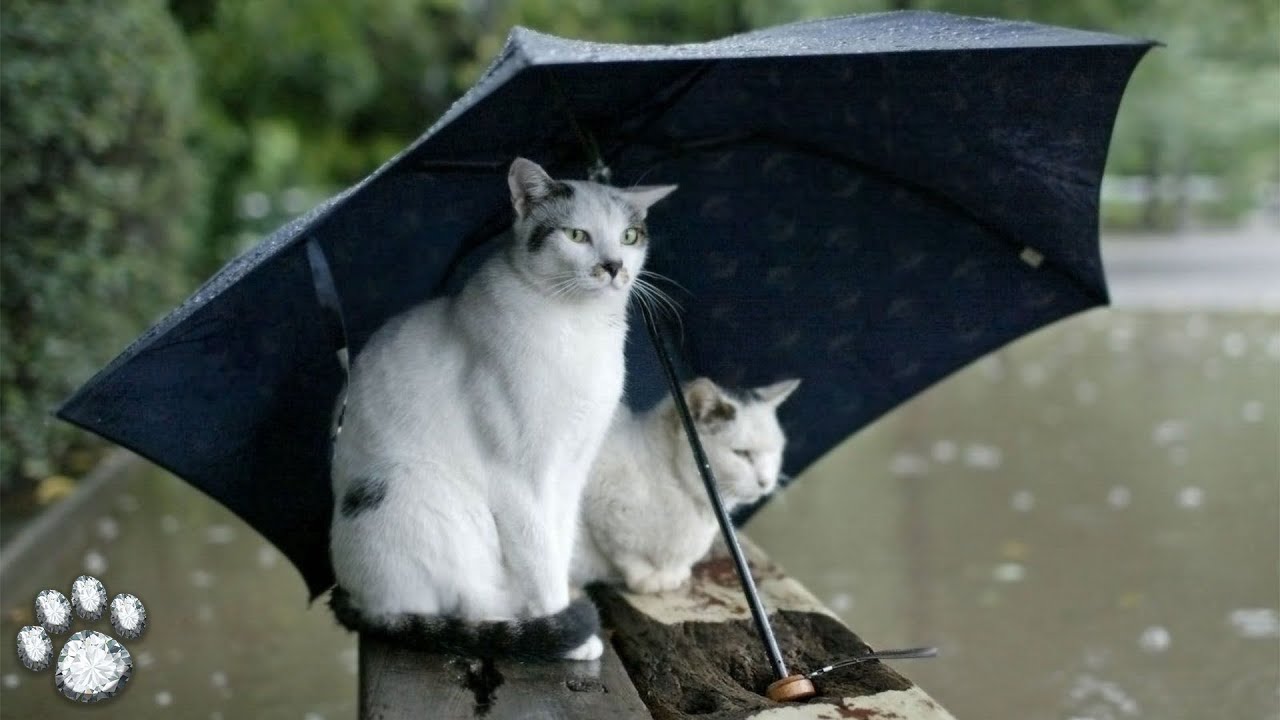 Cat Who Demands Owner Protect Them With Umbrella Seen in Hilarious Video