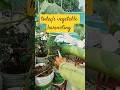 today's harvest I आज की सब्जियों की ताज़ा फसल #shorts #terracegarden  #vegetableharvesting