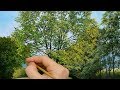 #120 Painting Tree Foliage Tips