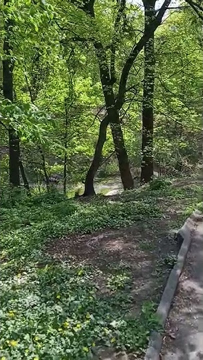 Ботанический сад им. академика Фомина - YouTube