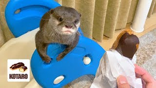 カワウソ コタロー　エクレア食べてたら、滑り台から見てた　Kotaro the Otter Late Night Snack