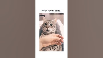 "What have I done?" Cat has existential crisis #cat #cats #catshorts #catshortsmeme #catshortsfunny