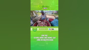 Cần Thơ: Cá điêu hồng chết hàng loạt chưa rõ nguyên nhân #cantho #cachet