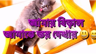 আমার বিড়াল আমাকে কিভাবে ভয় দেখায় #cat #catlover￼