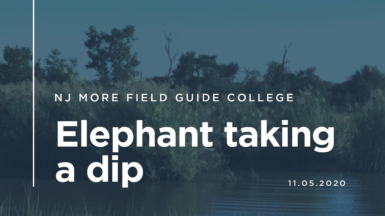 NJ MORE Field Guide College - Elephant Taking A Dip