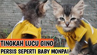 Tingkah Lucu Gino Persis Seperti Baby Monpai