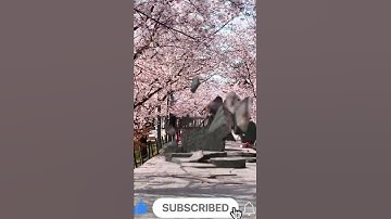 VFX and Reality ​| RBD Lab Blender - 愛知桜